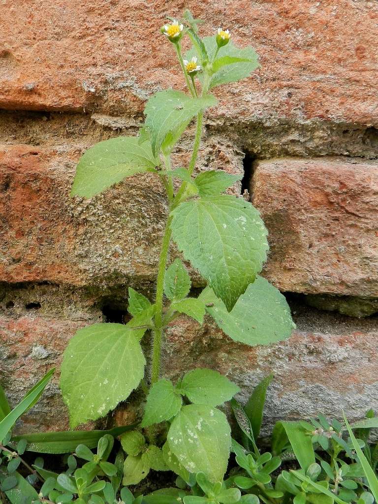 Galinsoga quadriradiata / Galinsoga ciliata